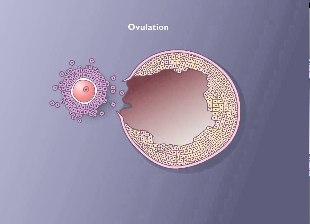 Follicle development