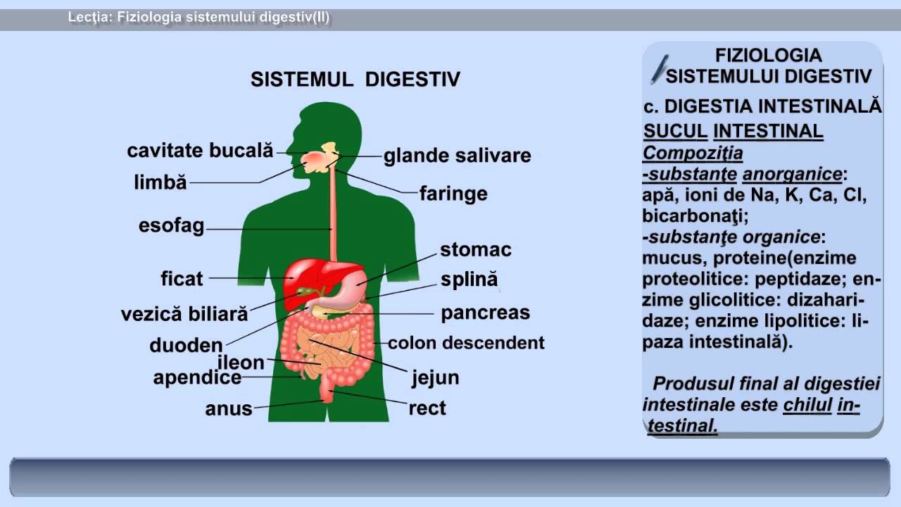 Lecția 24: Fiziologia sistemului digestiv (II)