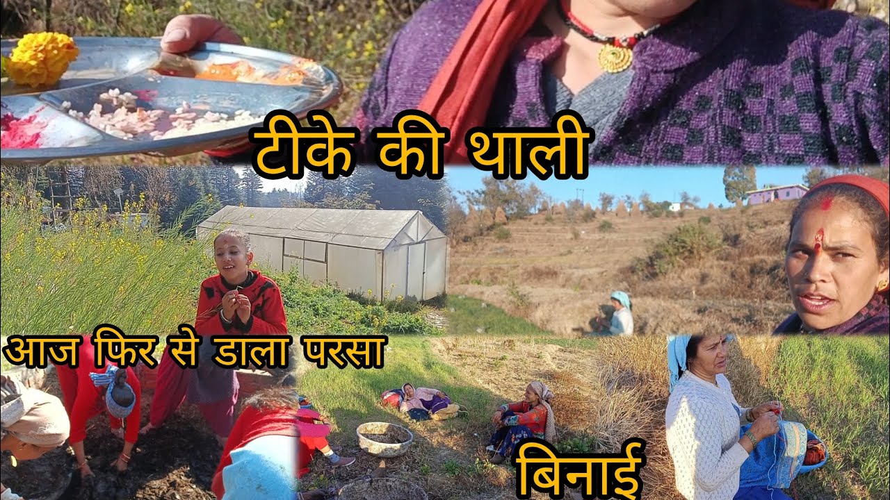आज फिर से डाला परसा 🤔🤔#pahadilifestyle #uk03 #explore