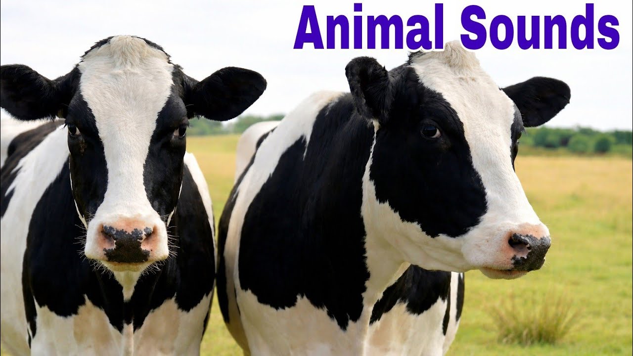 Animal Sounds for Children 🐮🐴 20 Amazing Animals I @Mr Donkey