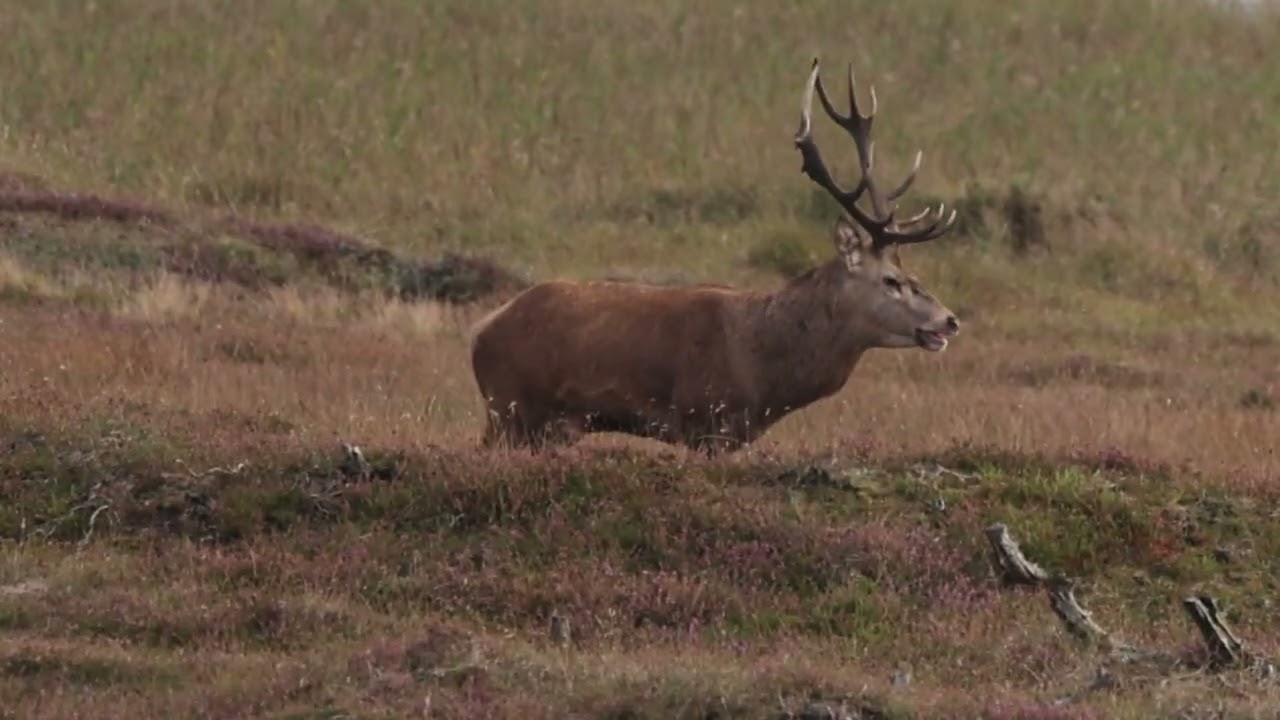BRUNSTTID IN NATIONALPARK THY