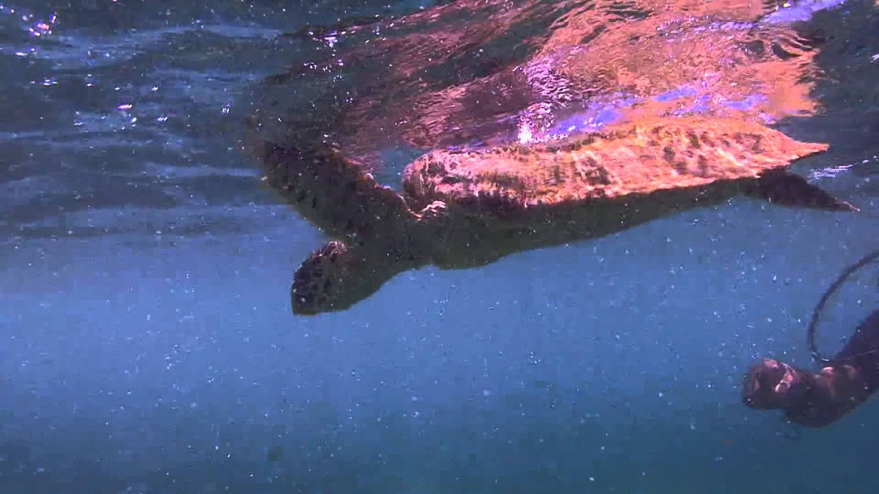 Hawksbill turtle rescued by Dive Bandos Instructor Ali Mohamed (Thamburudhoo) 10.11.12