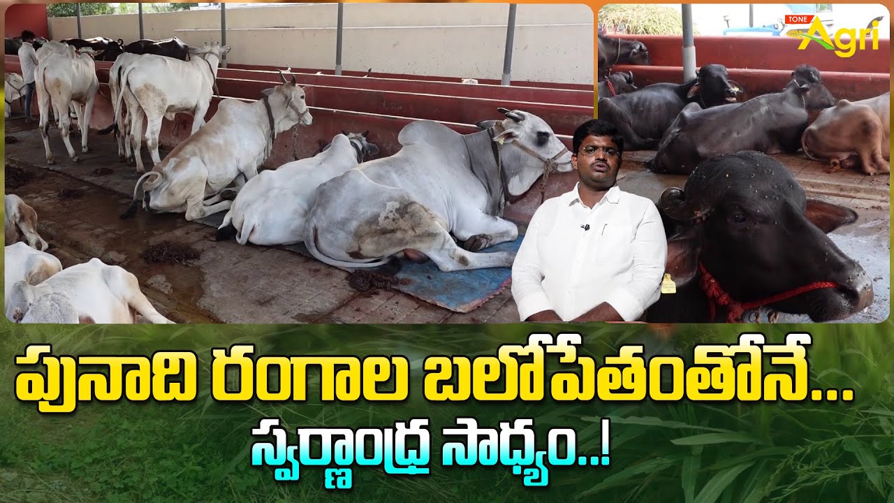 Ongole Cattle Development | పునాది రంగాల బలోపేతంతోనే... స్వర్ణాంధ్ర సాధ్యం..! Tone Agri