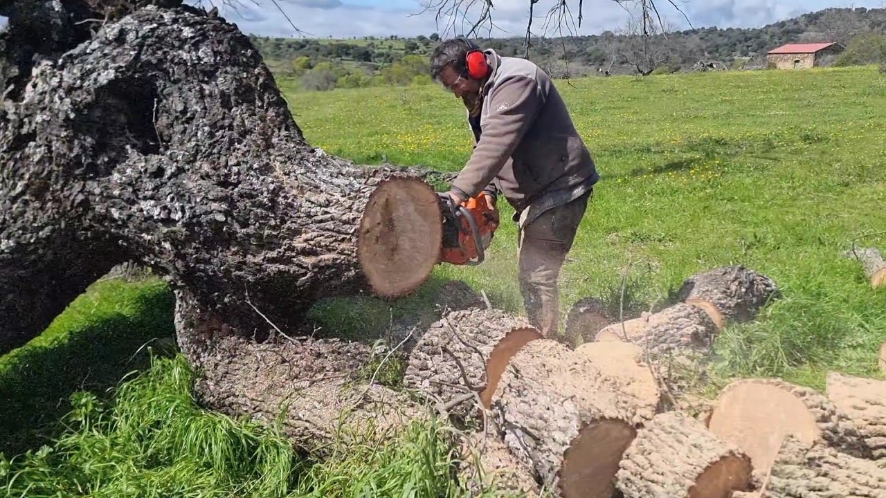 Hoy si que hacemos leña del árbol caido 😅😅😉👍