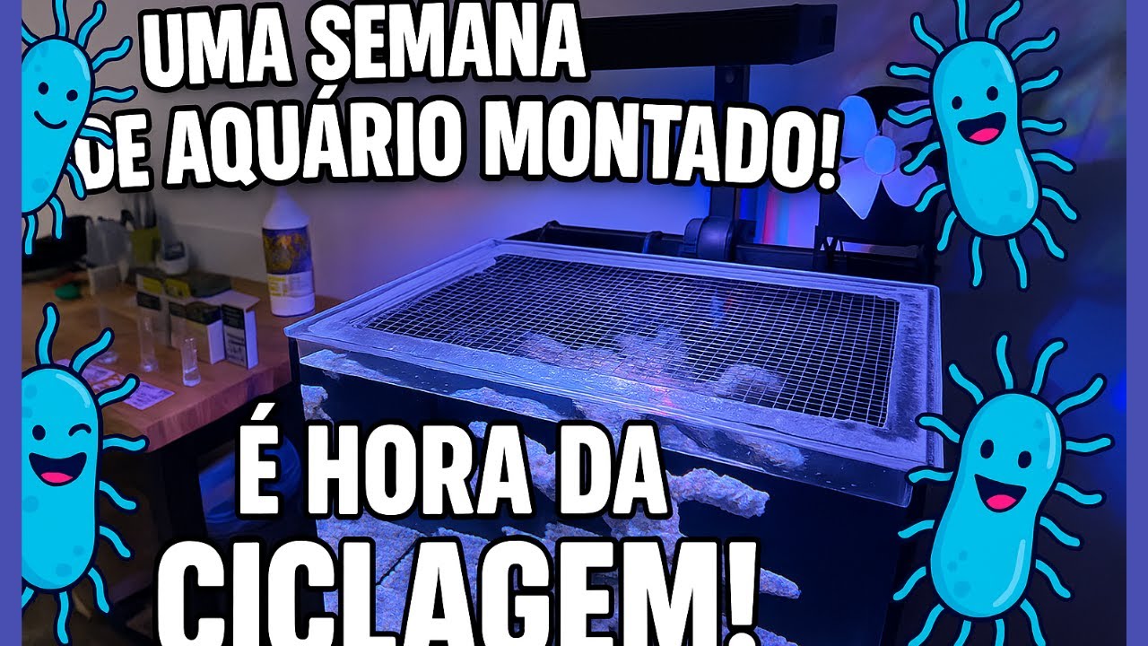 Aquário Montado a uma semana ! É hora da Ciclagem !