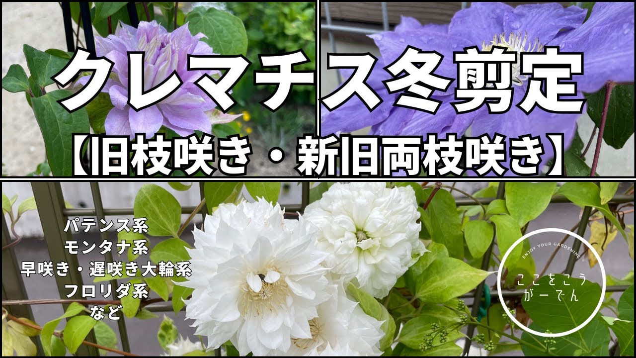 クレマチス冬剪定【旧枝咲き・新旧両枝咲き編】