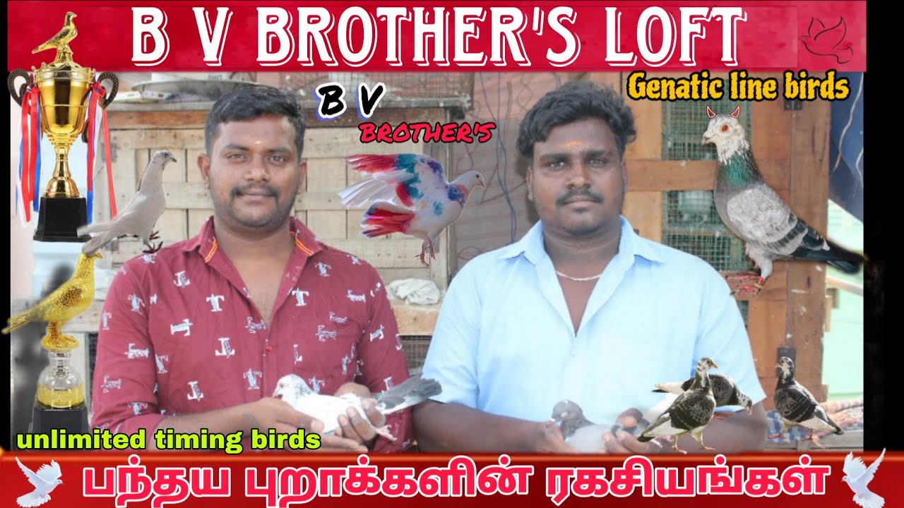 🕊B V brother's loft visit in palani 💥🕊 #highflyingpigeons #karnapura #pigeonracing #homerpigeon