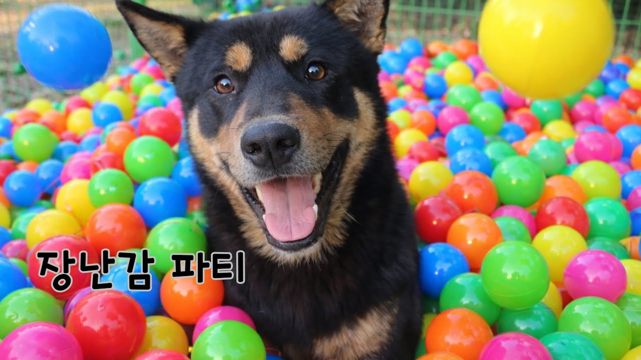 볼풀 공 파티에 신난 진돗개