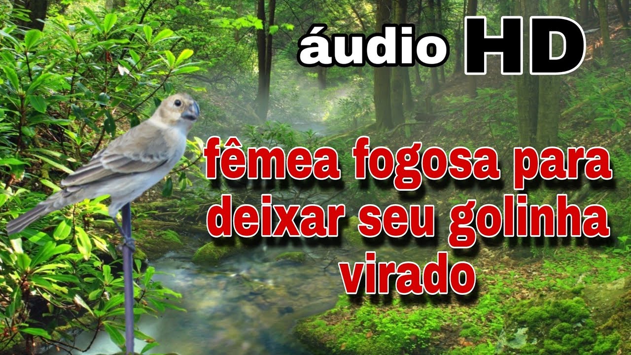 Fêmea de Golinha chamando e macheando fogosa ou Brejal
