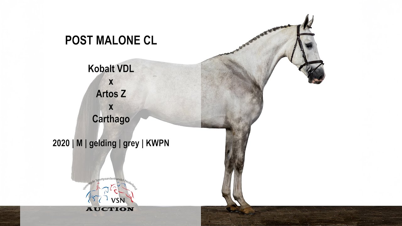 'Post Malone' (v.Kobalt VDL) || VSN Horses Auction 9.0