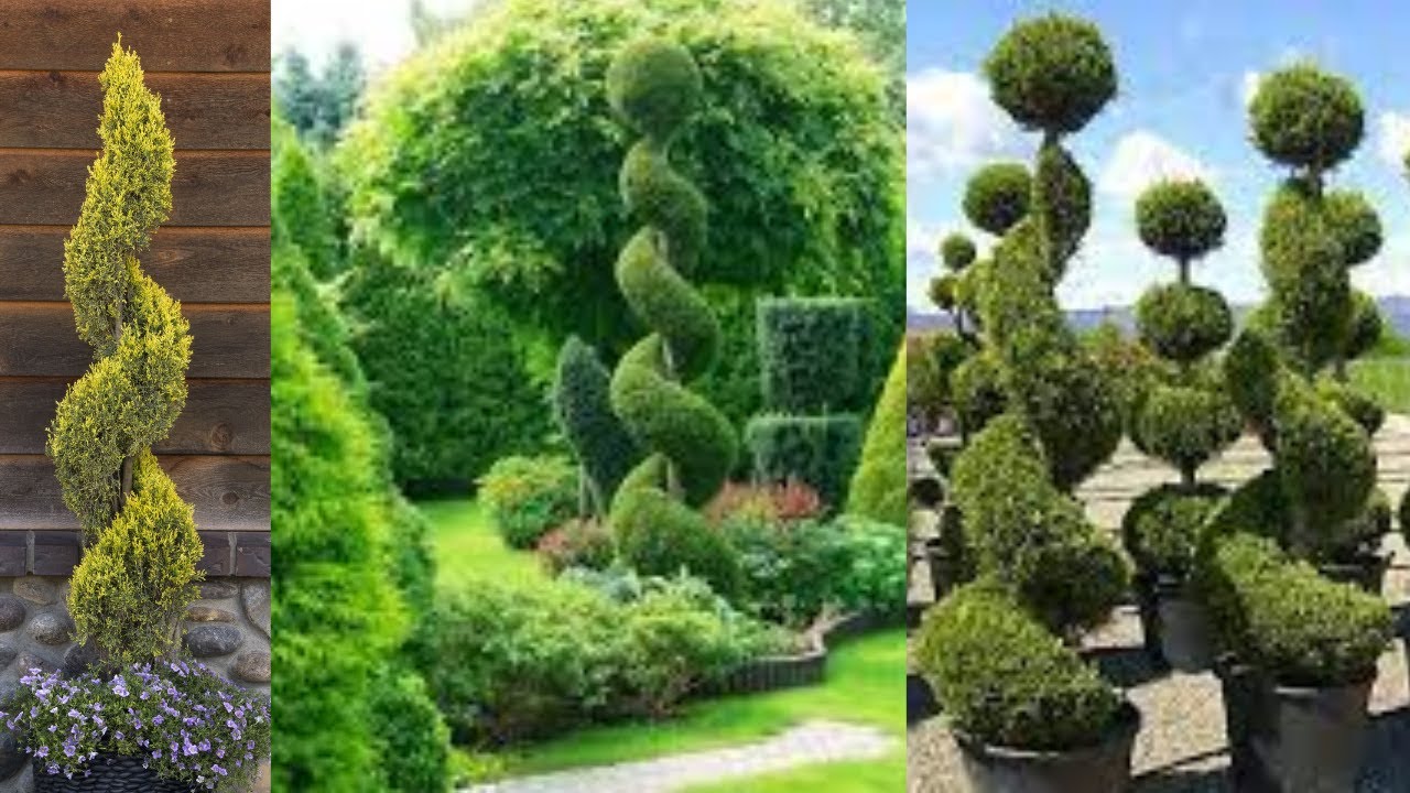 How to make Golden cypress spiral/ Step by steps 