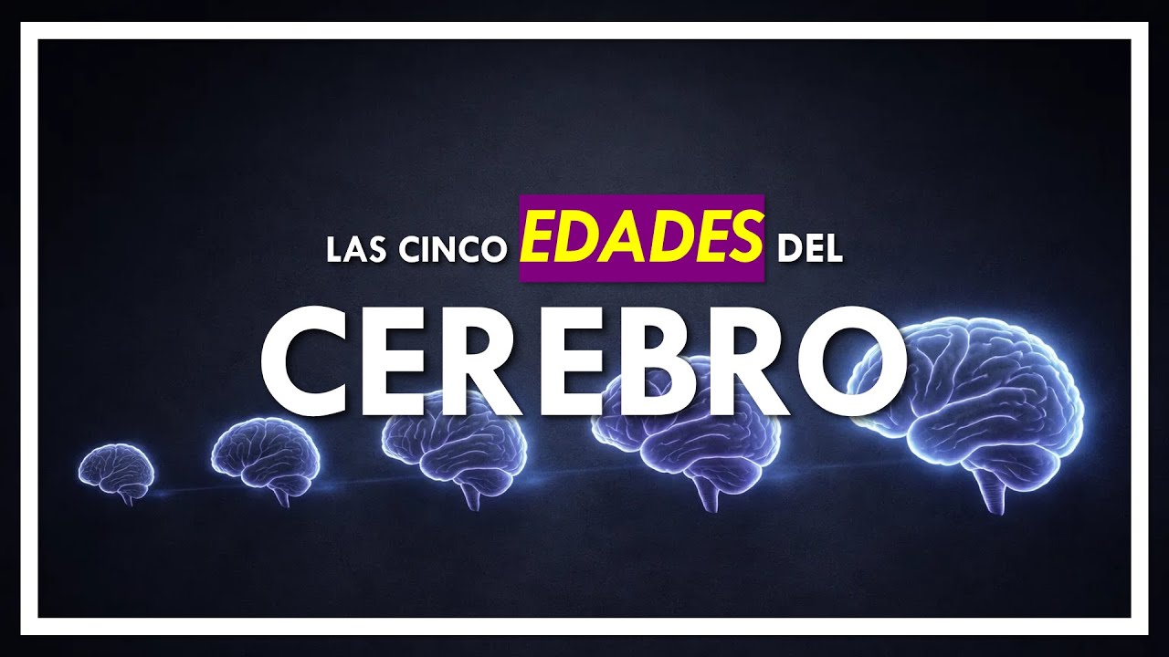 Las cinco EDADES del cerebro