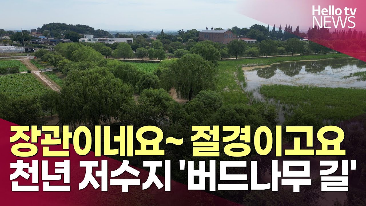 천년 저수지 따라 걷는 '버드나무 길'…당진 합덕제의 변신ㅣ#헬로tv뉴스