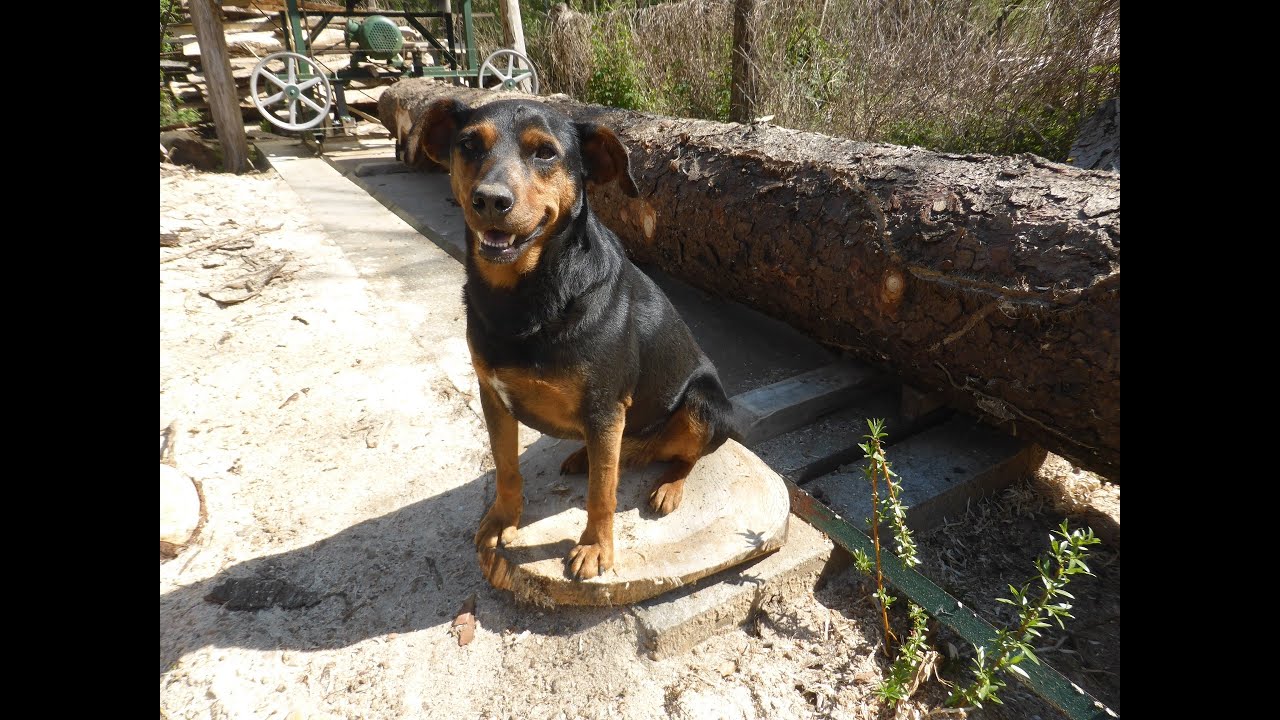 Pushing my SAWMILL's limits from log to beam