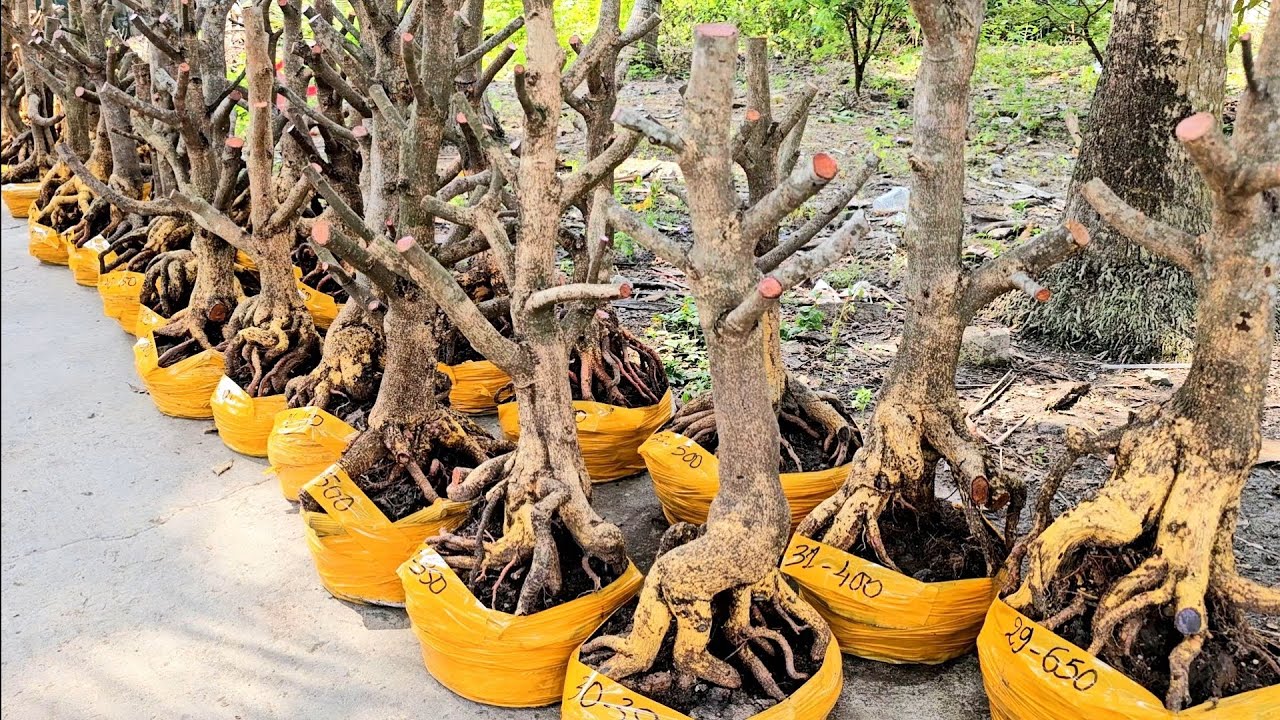 Trang 0355937917 mai giảo Thủ Đức giá rẻ 19/2 mùng 3 Tết Chợ Gạo miền tây tôi yêu (#Maivàng Quêdừa)