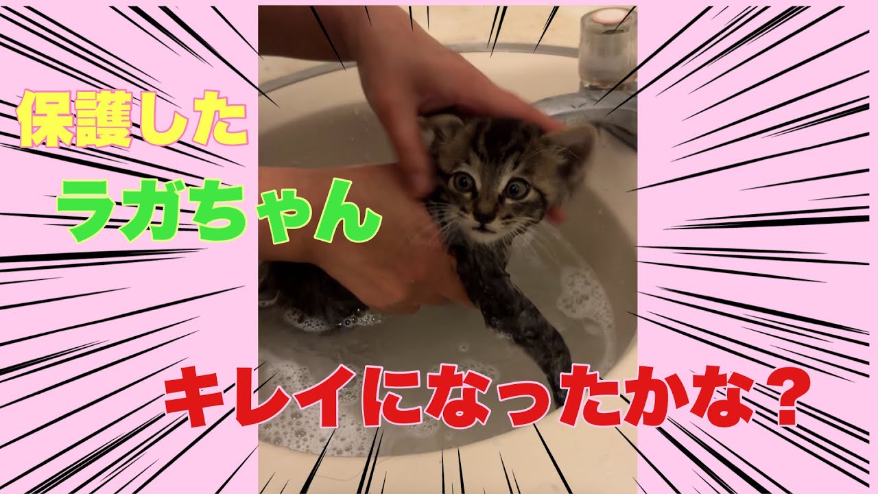 ラガちゃんお風呂にはいるにゃん