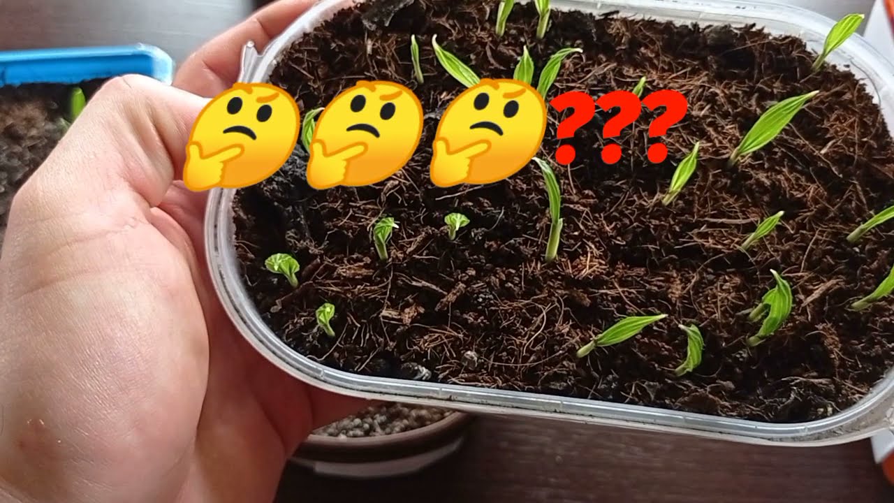 #36 Wysiew palm🌴🌴🌴2021- podsumowanie 👌