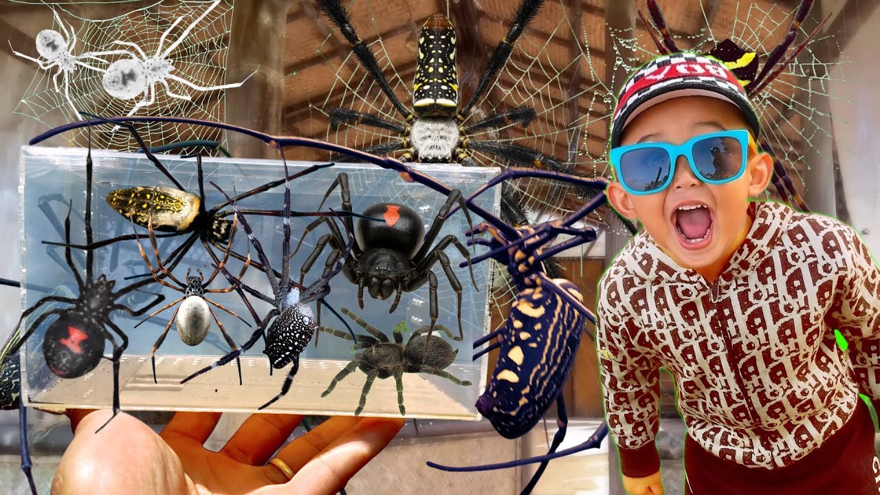 Hunting Top Spiders !! Catching Tons of Giant Golden Spiders, Gagamba, Strawberry Spider with My Son