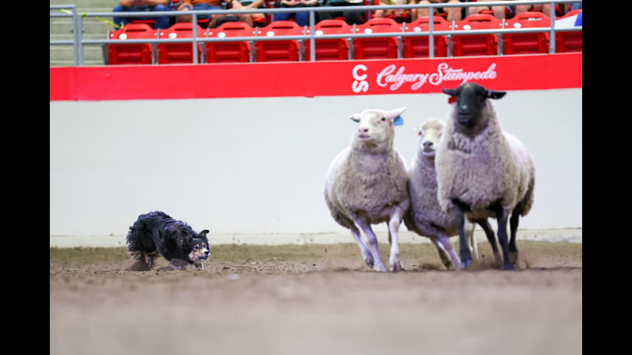 Rey Final Run at the Calgary Stampede World Stock Dog Championship