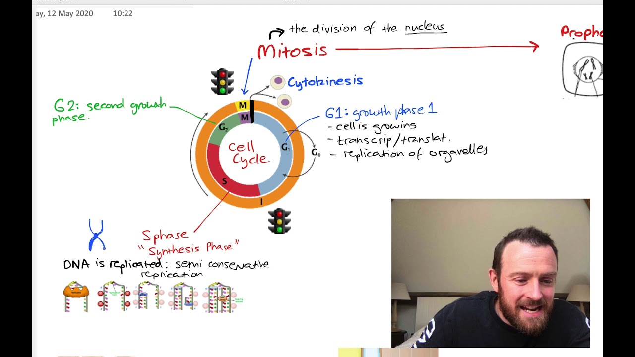 Cell Cycle Mitosis and Meiosis (OCR A Level Biology 2.6)