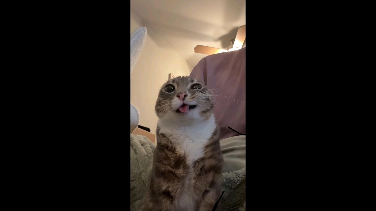 EL GATO