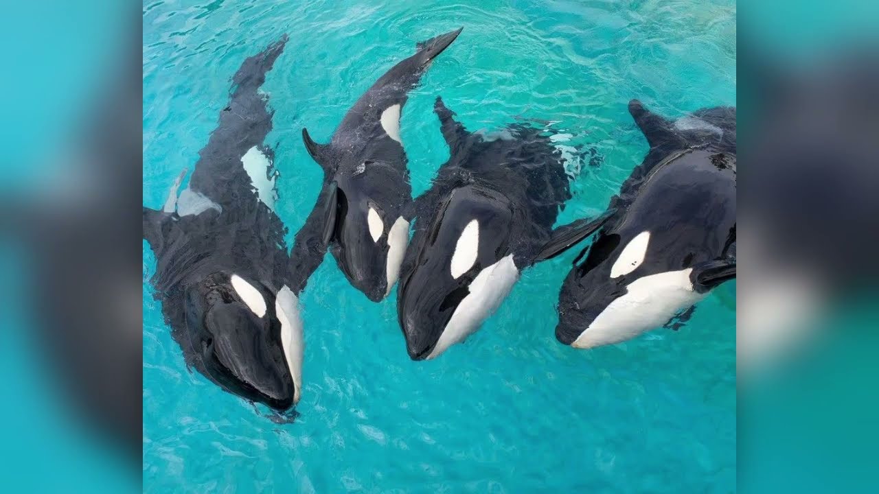 In memory of Kasatka!