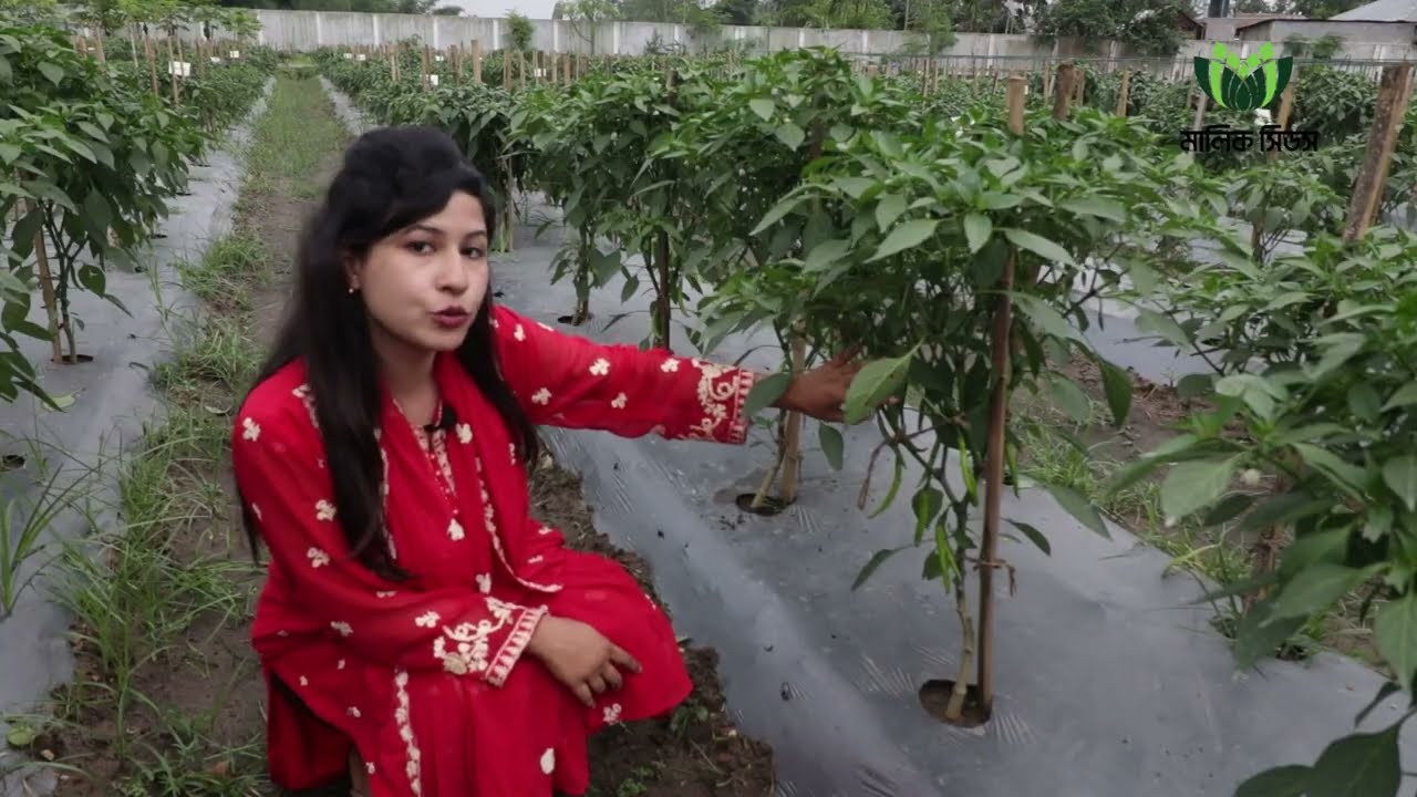 মরিচ চাষে করণীয়