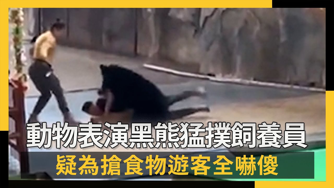 動物表演黑熊猛撲飼養員 疑為搶食物遊客全嚇傻｜NOWNEWS #CC字幕