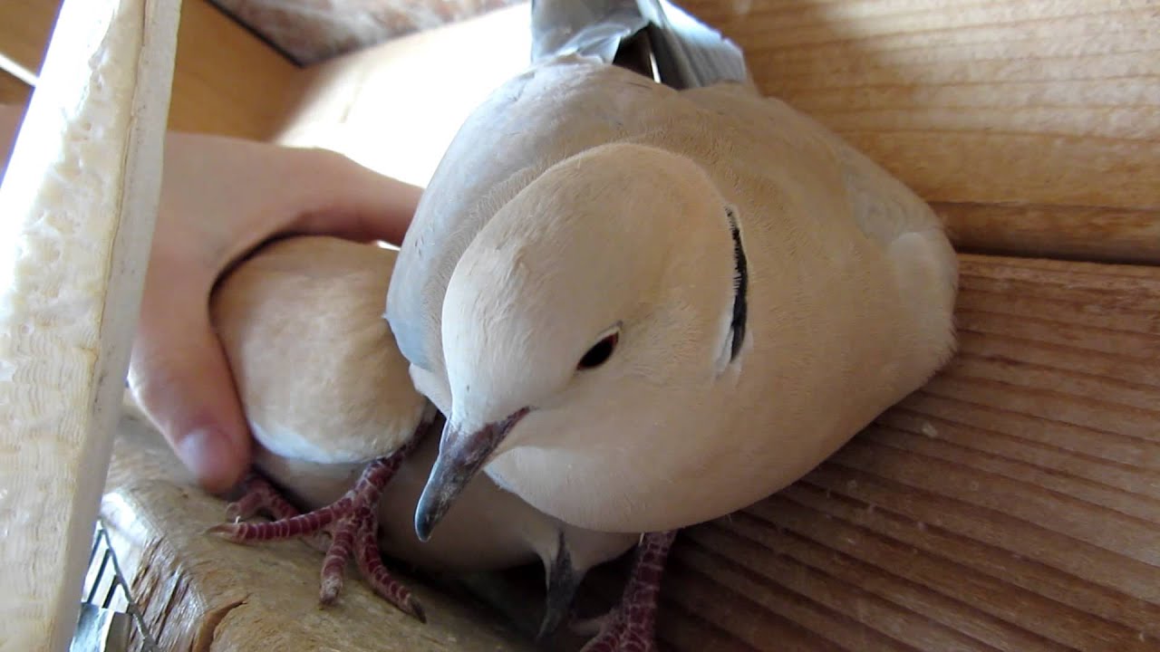 Doves
