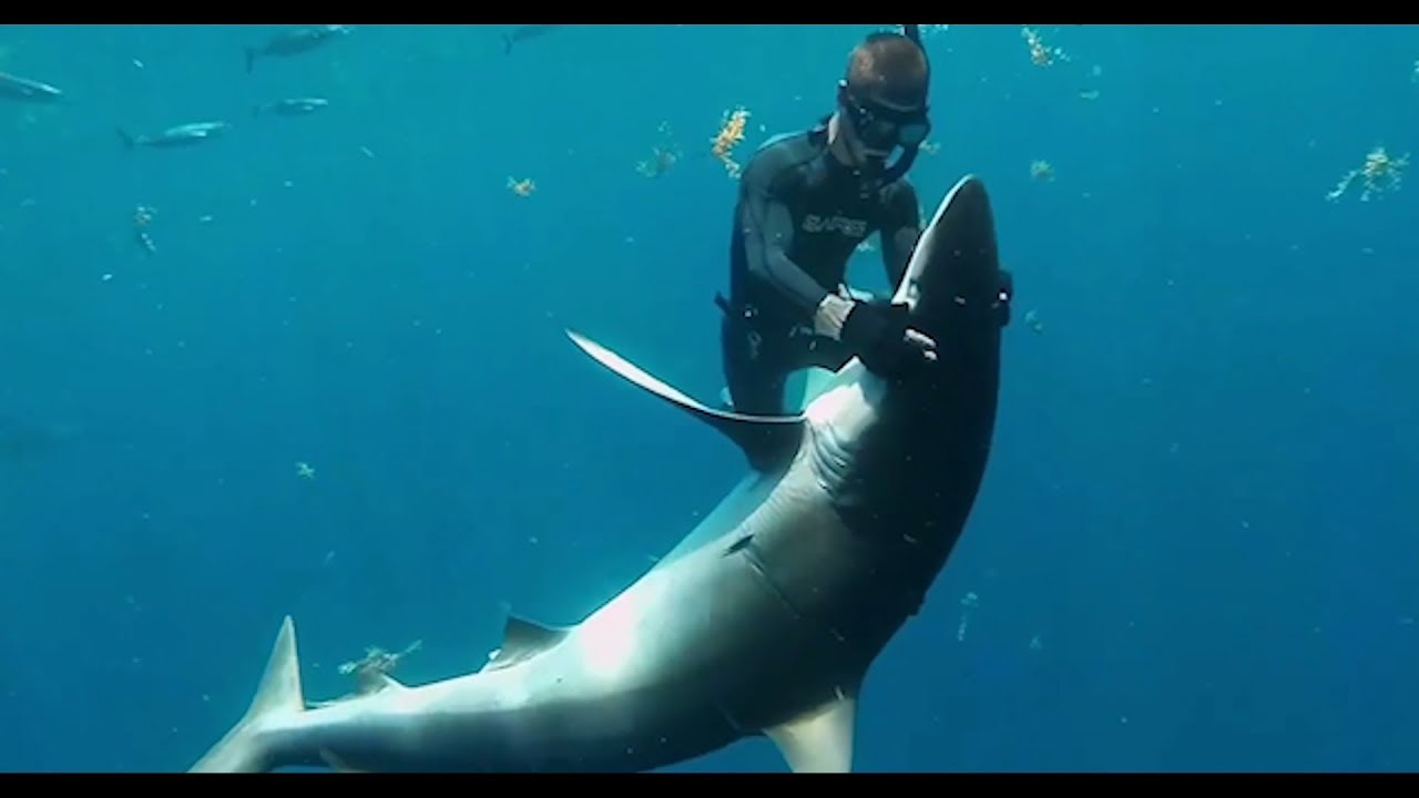Shark-umentary: A Shark Addicts Perspective