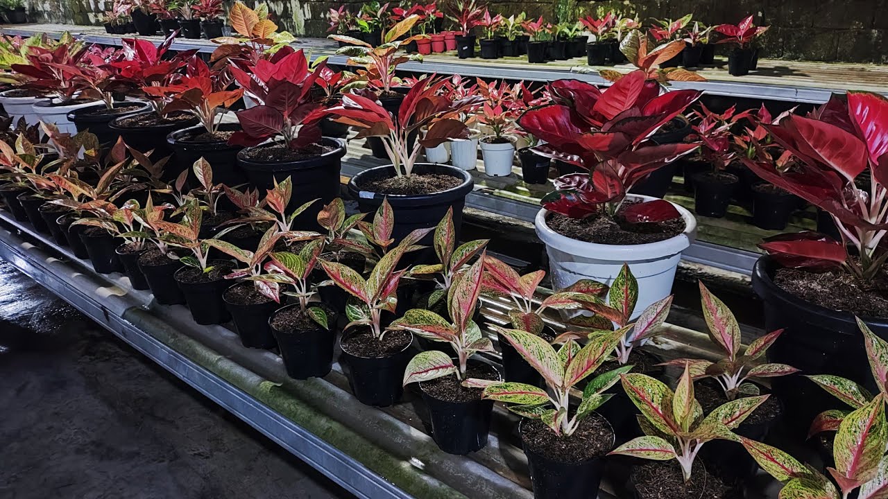 Tanaman Hias aglonema