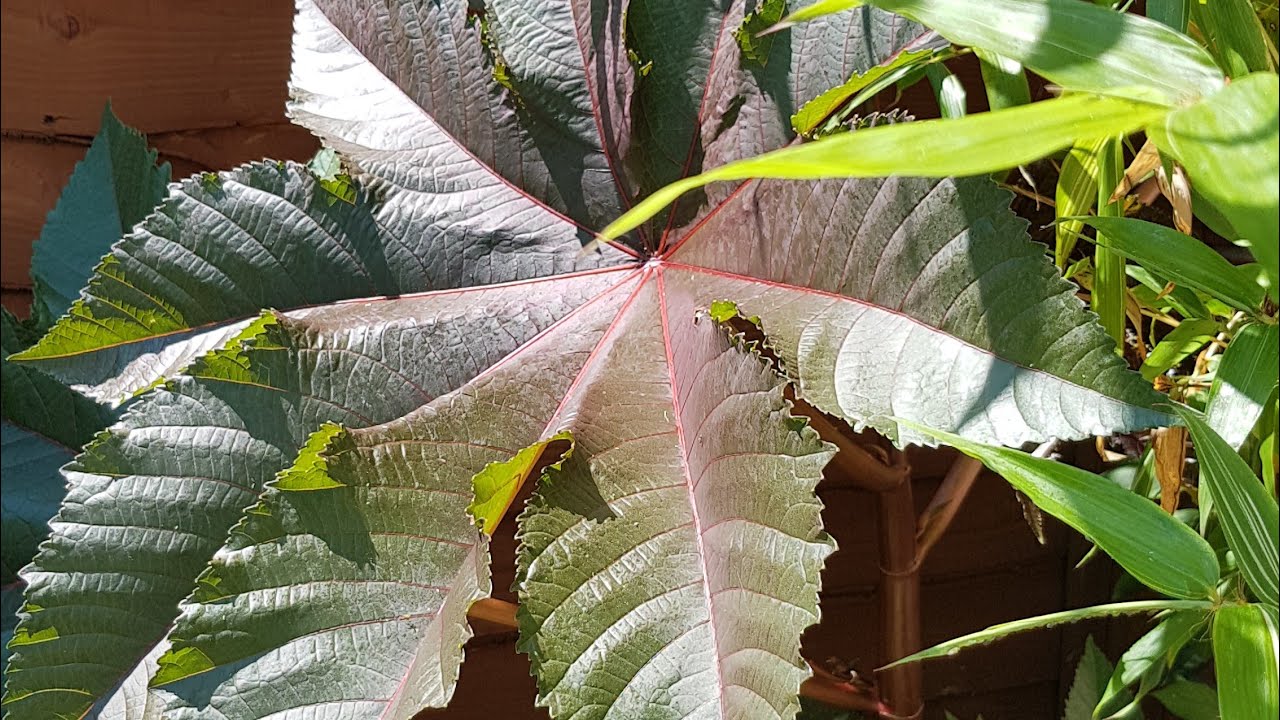 How to grow Ricinus (Castor Oil) plants