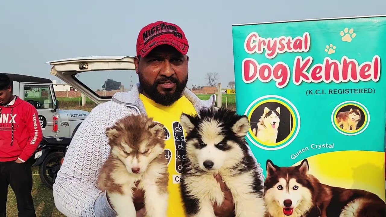 Dog Show 1 February 2026 In Batala Distt Gurdaspur punjab...