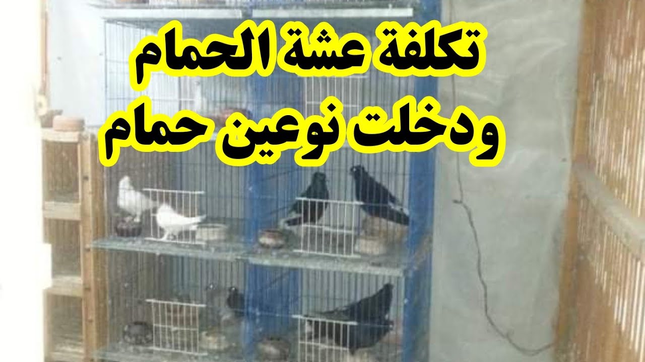 أزاي بدأت في تربية الحمام وهنشوف العشه الجديده وهتعرف كلفتني كام وإزاي اشتريت عيون الفرخ{ 5 }