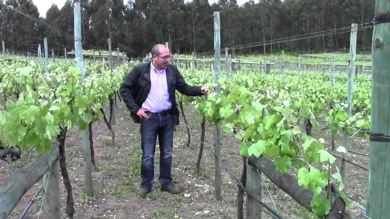 Sistemas de Conducción de viñedo.La espaldera convencional