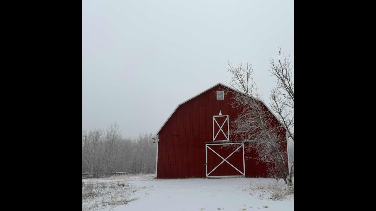 Live! It's Snowing at the Red Barn!!! 