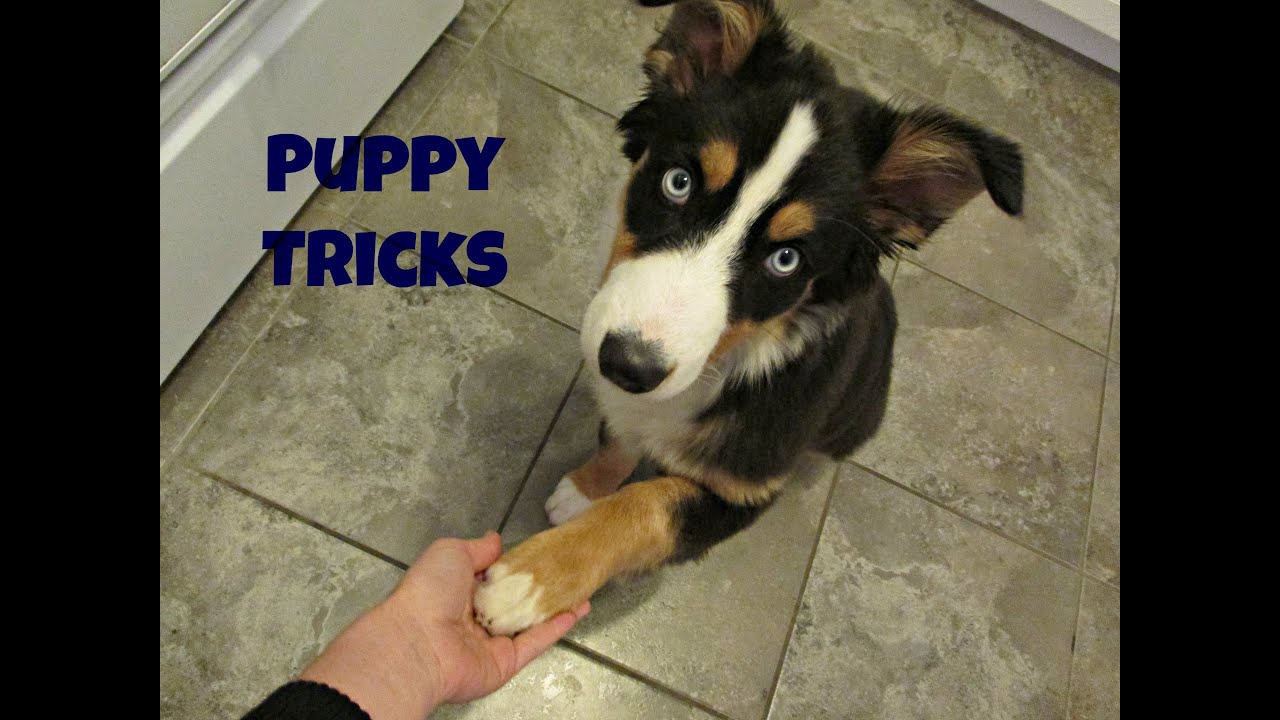 Australian Shepherd Puppy Tricks - 4 Months Old