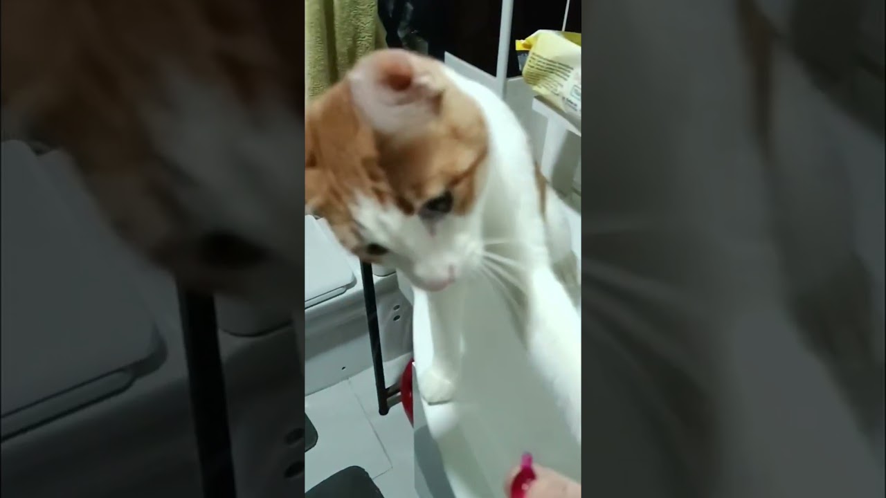 Pamuğun yaramazlıkları😂#cat #kedi #kediler #funnycats #keşfetbeniöneçıkar #shortvideo #viralvideo 