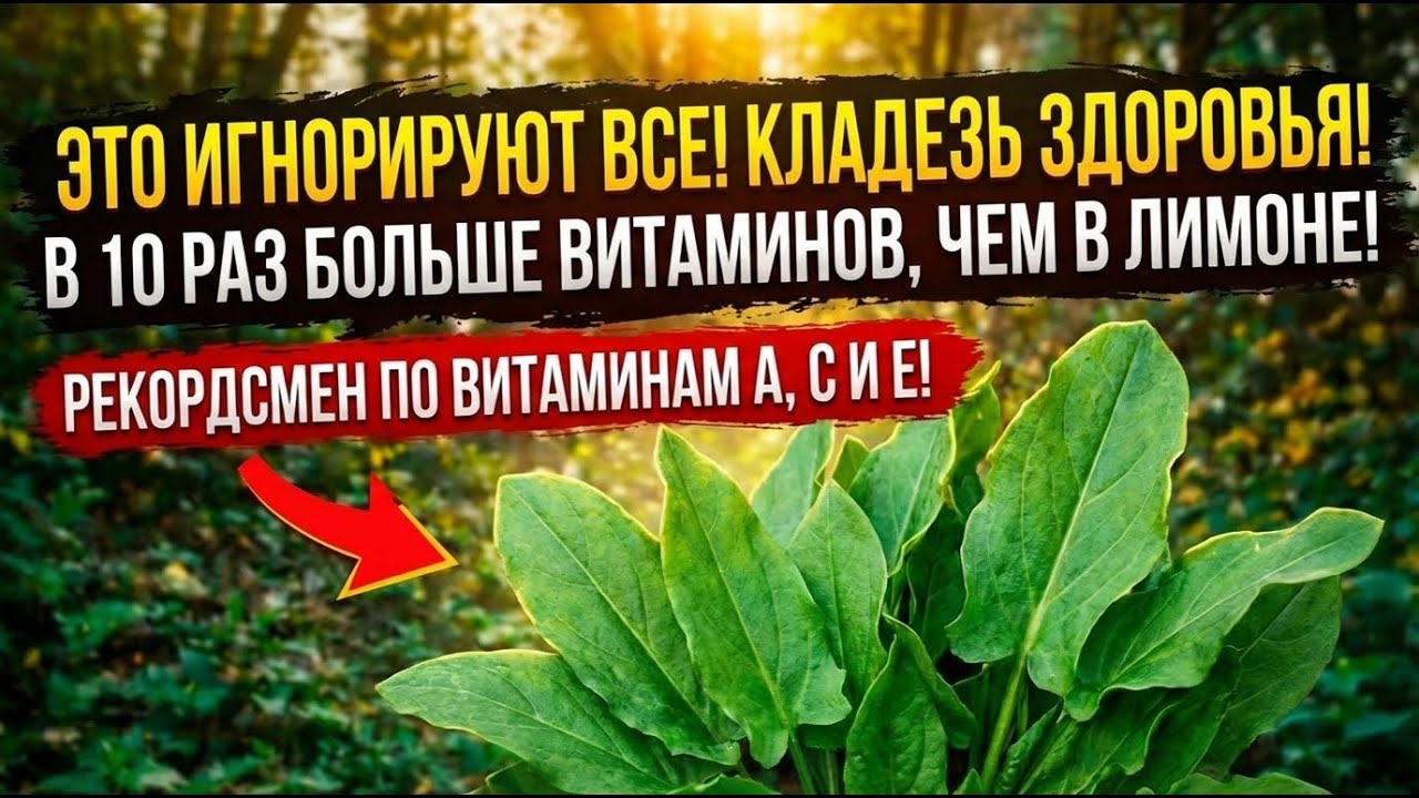 Природный мультивитамин который все выкидывают: в нем есть всё, что продают в таблетках