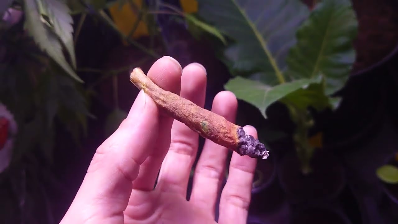 AMVgrow Frisian Duck Seedlings, Tobacco Leaf Blunt + a Future Investment in CBD/G/CBDV Seed Breed'n