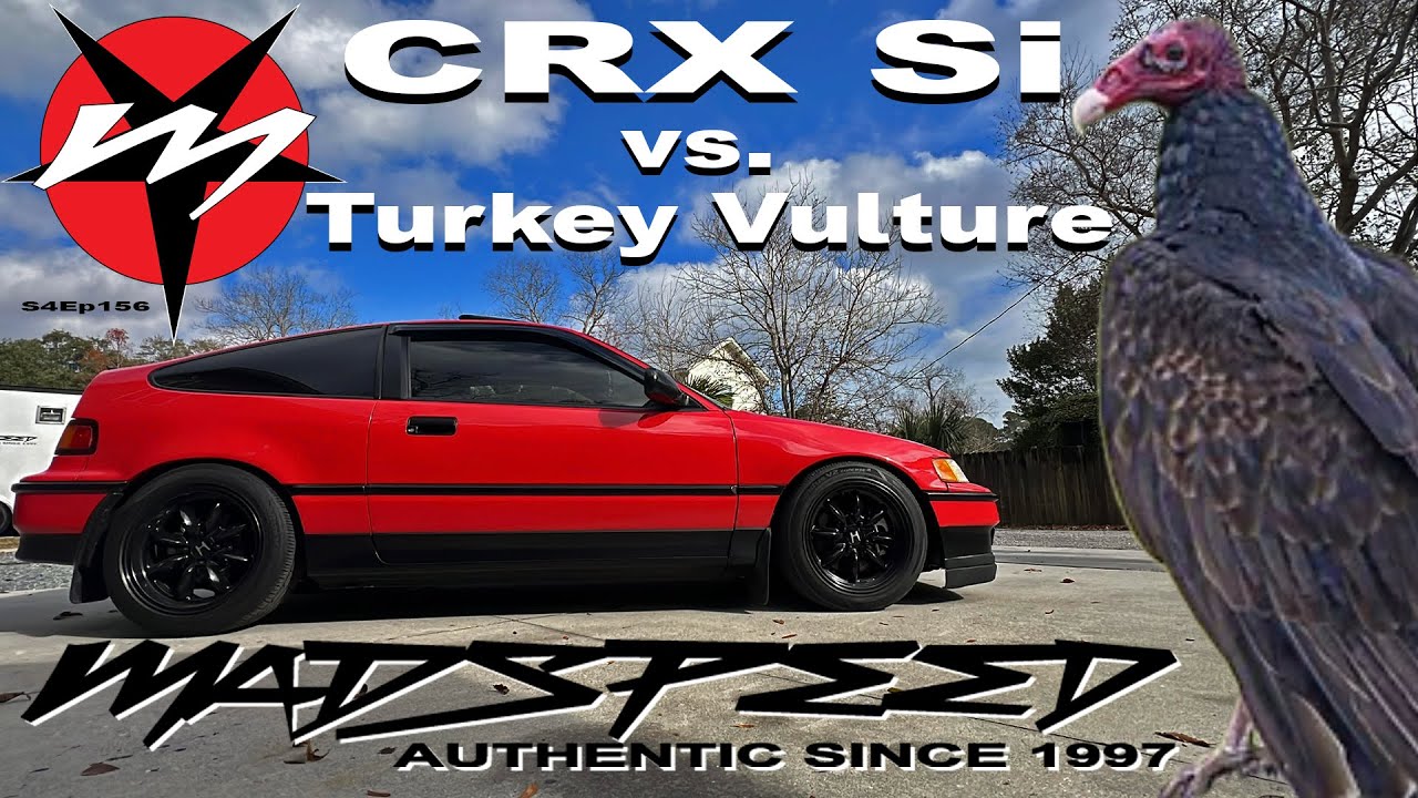 CRX Si против North Carolina Flying Dinosaur Turkey Vulture Madspeed S4Ep156