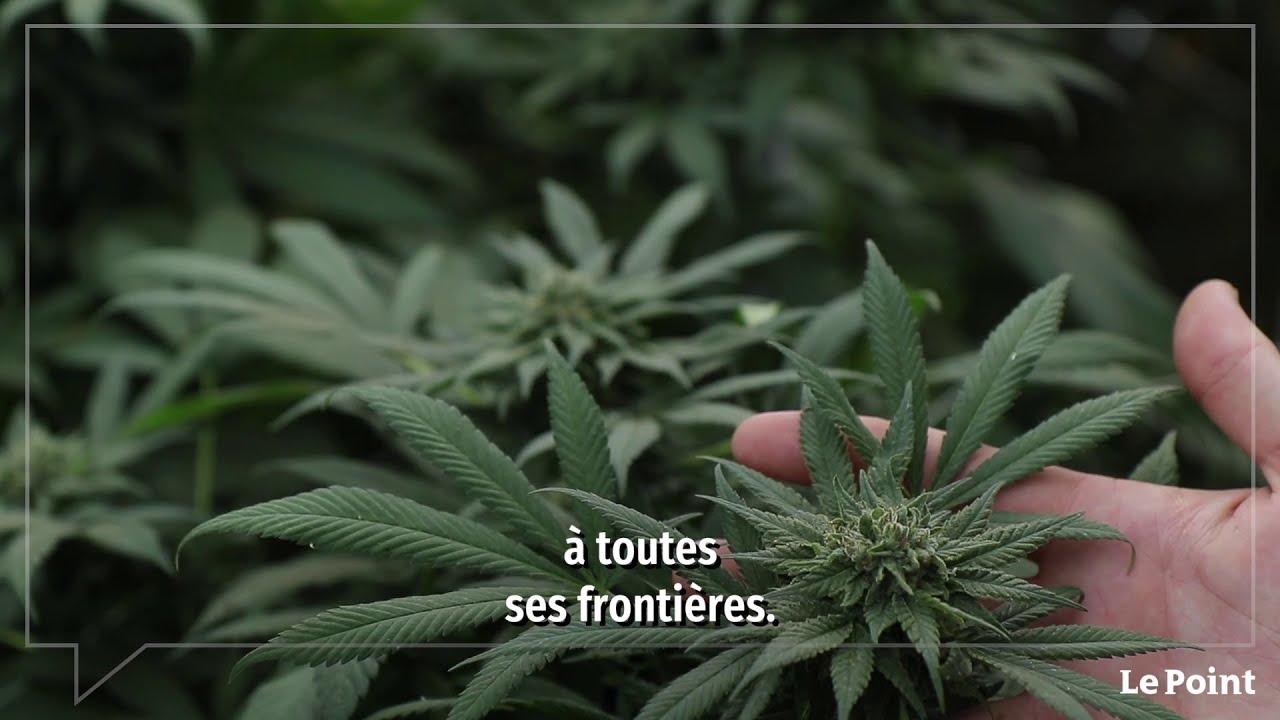 CBD : une hypocrisie française ?