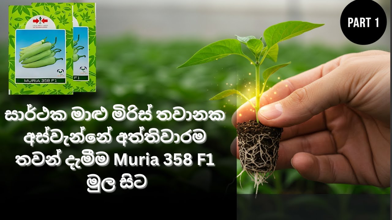 වැඩි අස්වැන්නක අත්තිවාරම | Muria F1 මිරිස් තවාන හදන සම්පූර්ණ ක්‍රමය