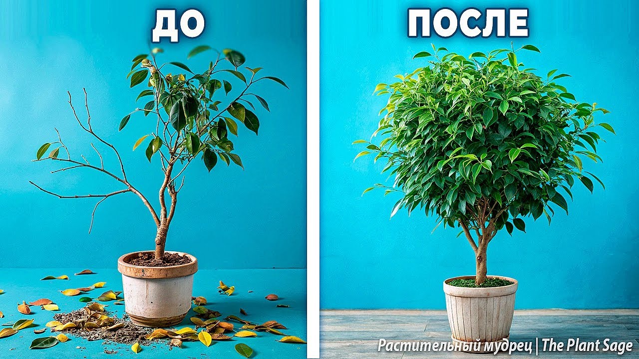 ФИКУС БЕНДЖАМИНА: УХОД В ДОМАШНИХ УСЛОВИЯХ. 🌿 СЕКРЕТЫ ПЫШНОЙ КРОНЫ И ЗДОРОВЫХ ЛИСТЬЕВ