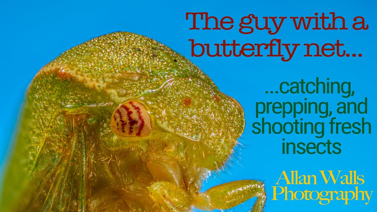 The guy with a butterfly net - catching, prepping, and shooting fresh insects