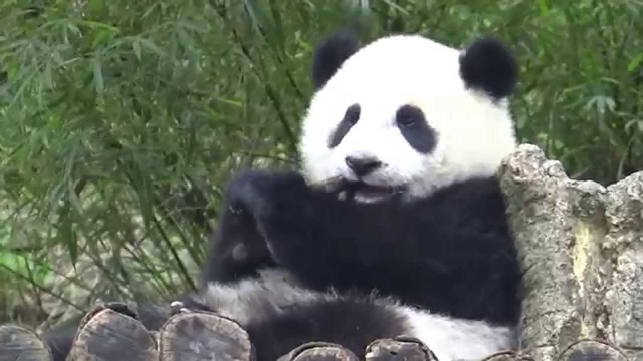 201404141134圓仔那不是竹子啦Giant panda Yuanzai