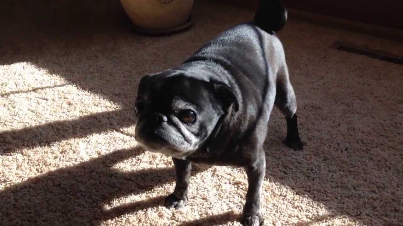 What a Pug with kennel cough sounds like.