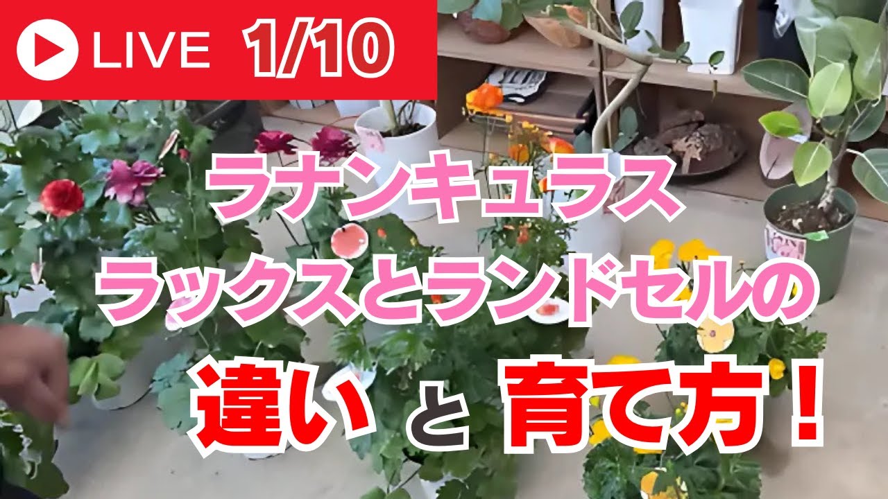【切り抜き動画】ラナンキュラス ラックスとランドセルの違いと育て方！