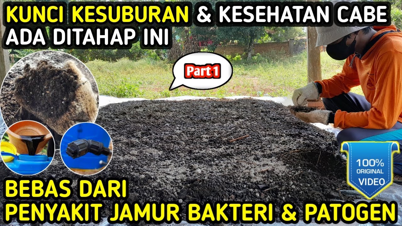 🔴 cara fermentasi kohe Ayam Kambing Domba Sapi bebas jamur bakteri & patogen #infopertaniancabe