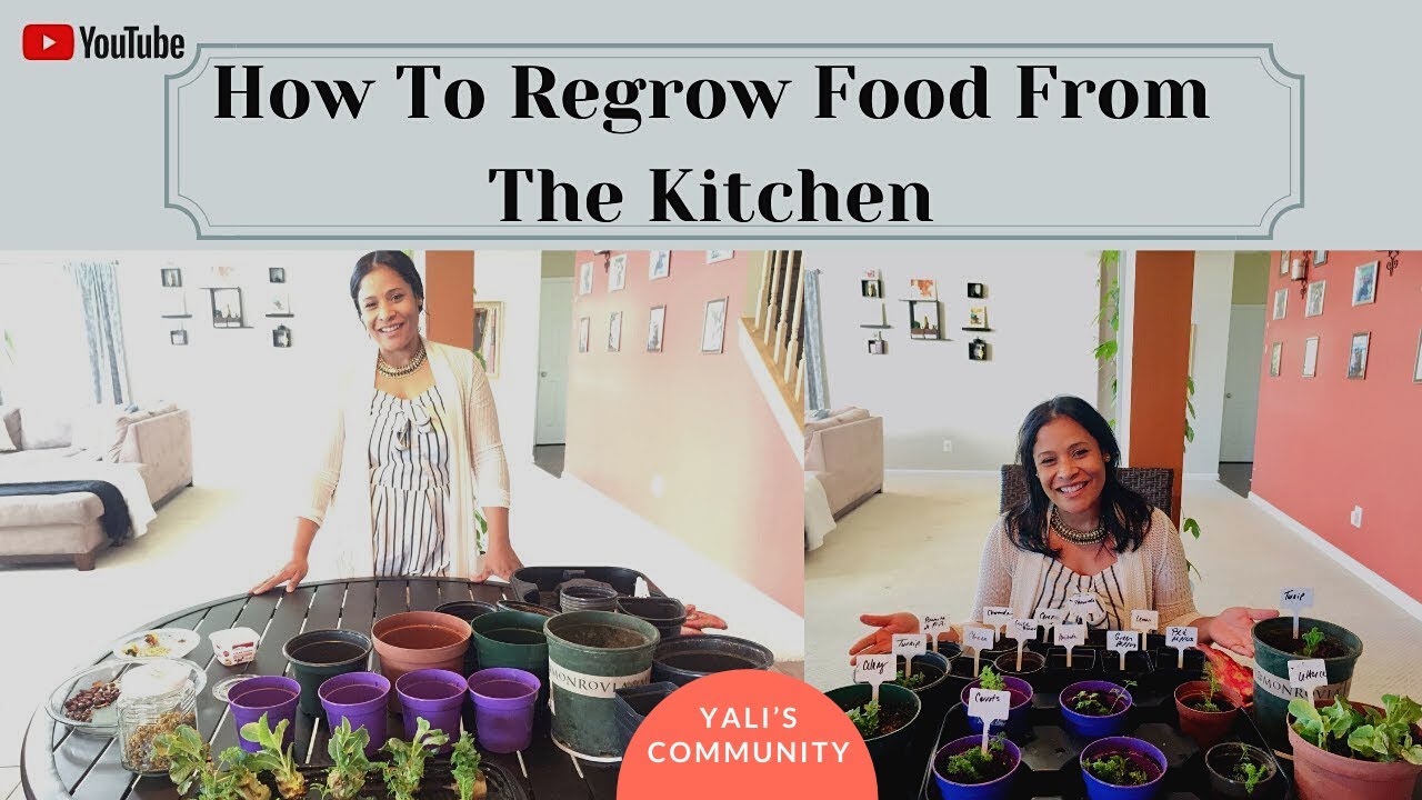 How To Regrow Food From The Kitchen (Regrow Scraps & Herbs)